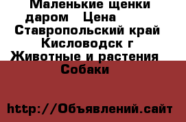 Маленькие щенки даром › Цена ­ 100 - Ставропольский край, Кисловодск г. Животные и растения » Собаки   
